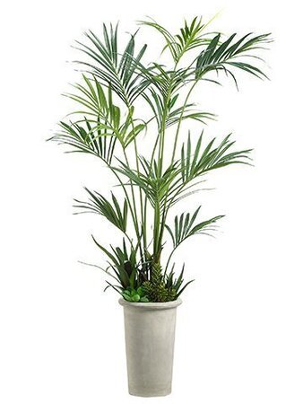 8.5' Kentia Palm with Succulent in Fiber Cement Planter Green