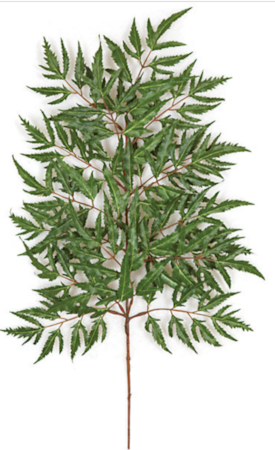 LACE ARALIA 