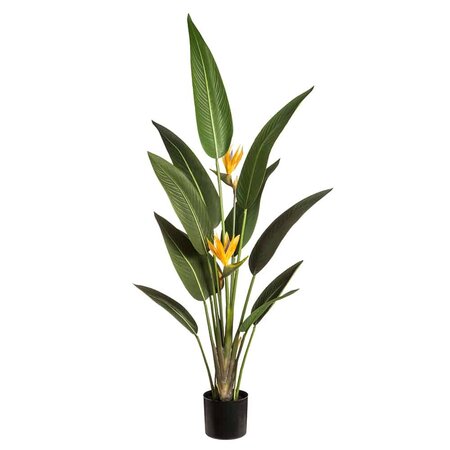 5 feet Tropical Bird of Paradise Plant With 2 Flowers in Pot Orange Green