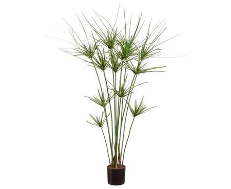 42 inches  Papyrus Plant in Pot Green