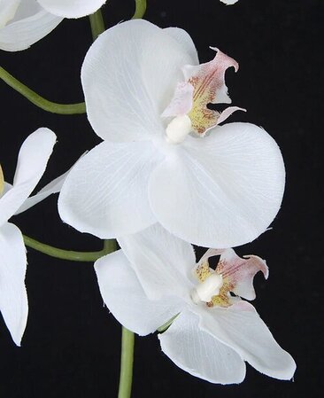 31 Inch Phalaenopsis Orchid Stem In White, Green, Purple, Beauty