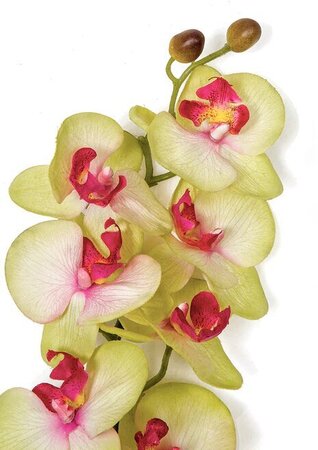 31 Inch Phalaenopsis Orchid Stem In White, Green, Purple, Beauty