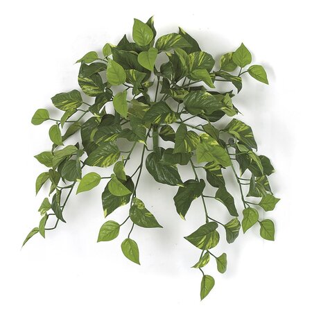 24 Inch Variegated Pothos Vine Bush Fire rated