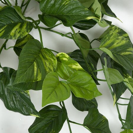 24 Inch Variegated Pothos Vine Bush Fire rated