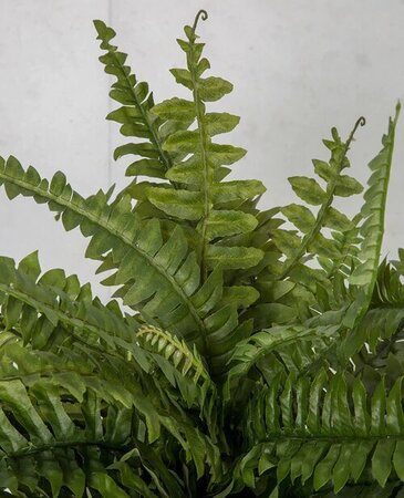 18 Inch X 26 Inch Width Boston Fern Bush