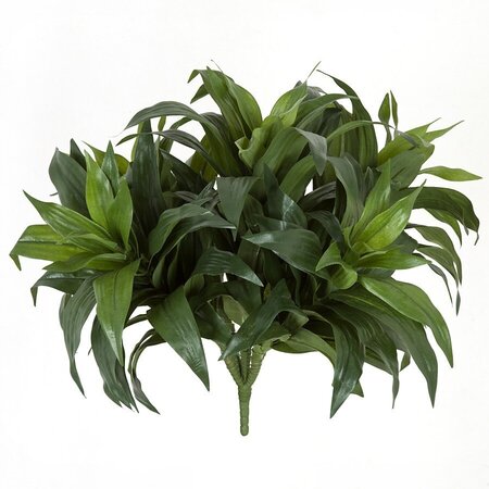 Earthflora's 13 Inch Dracaena Fragrans Plant