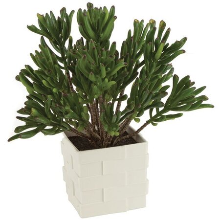 A-141760 11.5 Inch  Plastic Potted Coral Succulent Plant - Plastic Square White Pot