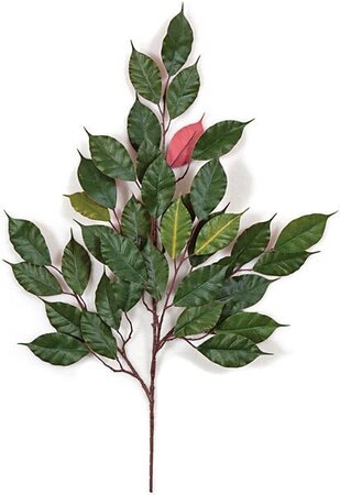 Earthflora's 25 Inch Ifr Red Ficus Branch (Sold By The Dozen)