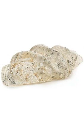 17 1/2 inches x 10 inches x 6 inches Polyresin Half Clam Shell - Natural