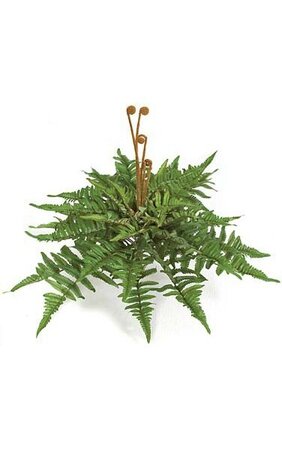 Mountain Fern Bush - 40 Green Leaves - 24 inches Width- 5 inches Stem