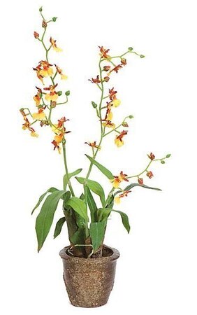 18 inches x 6 inches Potted Cymbidium with Roots - Yellow Flowers