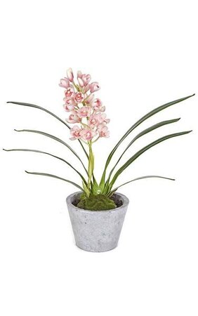 21 inches Potted Cymbidium Orchid - 8 Green Leaves - Tutone Pink Flower