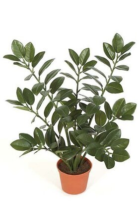 21 inches Zamia Plant with Orange Pot - Dark Green Leaves