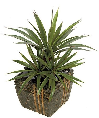 28 inches Star Succulent Aloe - 62 Green/Red Leaves - 24 inches Width