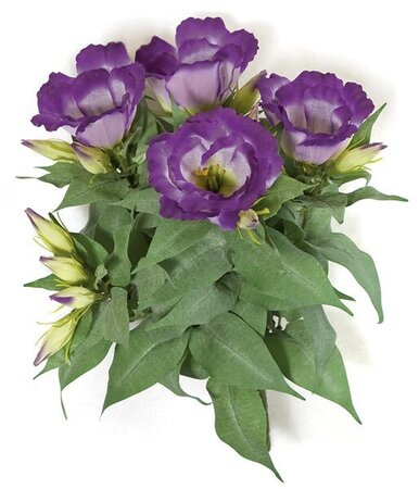 Earthflora's 13 Inch Ifr Lisianthus Bush - Pink Or Purple