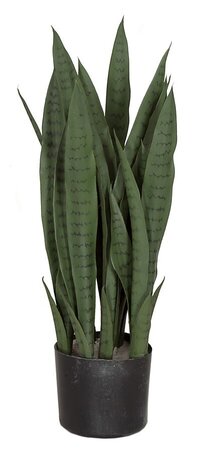 Earthflora's 28 Inch Green Sansevieria Plant - Ifr Or Regular Foliage