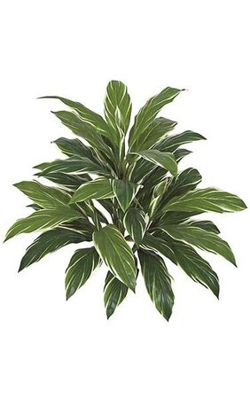 32 inches Deluxe Cordyline Plant - 42 Green/White Leaves - Bare Stem