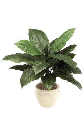 36 inches Spathiphyllum Bush - 17 Leaves - Green - Bare Stem
