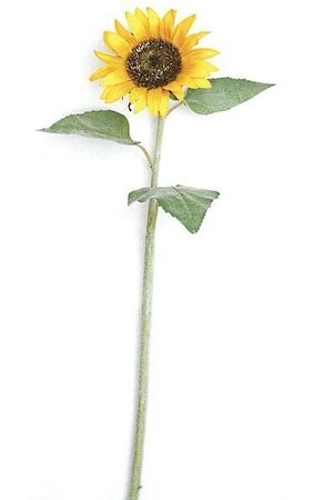 Sunflower Stem - Yellow/Orange - 3 Flocked Green Leaves - 33.5 inches Stem