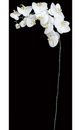 38 inches Phalaenopsis Stem - 10 Cream Flowers - 1 Cream Bud - 22 inches Stem