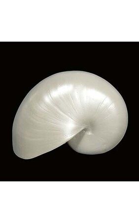 4 inches x 6 inches Accent Escargot Shell - Pearl White
