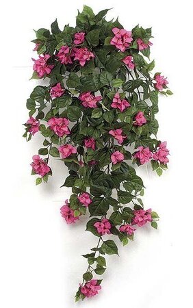 42 inches Bougainvillea Bush - 382 Leaves - 134 Flowers