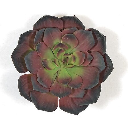 Earthflora's 7.5 Inch Ifr Dark Burgundy Echeveria Plant