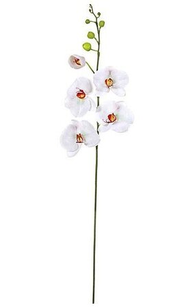 46 inches Phalaenopsis Spray - 5 Cream Flowers - 6 Green Buds