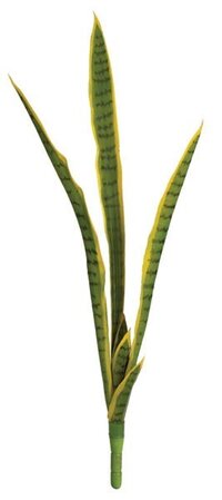 Earthflora's 34 Inch Sansevieria Plant - Green/yellow Or Green  Indoor/Outdoor