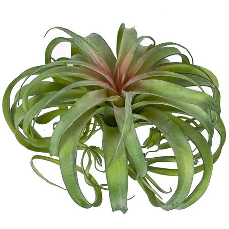 Earthflora's 12.5 Inch Green Tillandsia Air Grass Plant
