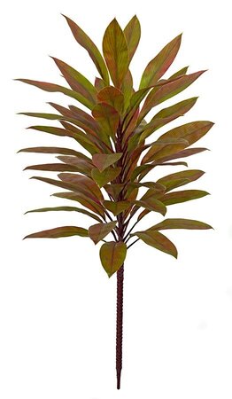 Earthflora's 36 Inch Cordyline Plant - Green/red