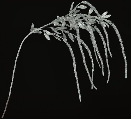 Earthflora's 45 Inch Glittered Silver  Amaranthus Spray