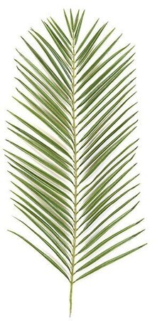 Earthflora's 46 Inch Areca Palm Branch