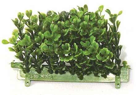 Earthflora's 5 Inch Large Boxwood Edge