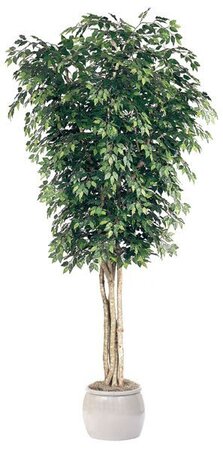 18 feet Ficus Tree - Natural Trunks - 18,114 Leaves