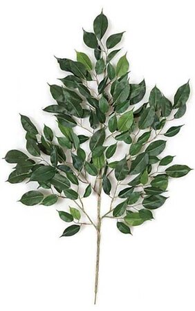 24 inches Nitida Ficus Branch - 126 Leaves - Green-sold by dozen