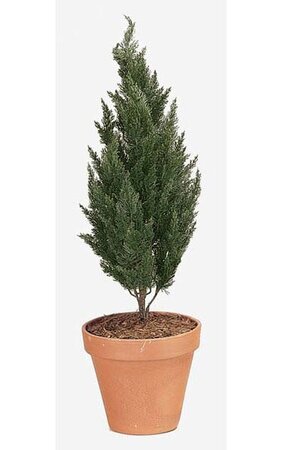 41 inches Outdoor Polyblend Medium Cypress - 16 inches Width - Green - Bare Stem