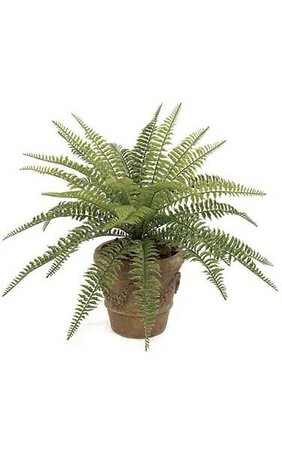 23 inches Small Outdoor Boston Fern - 29 Fronds - 30 inches Width - Green - Bare Stem
