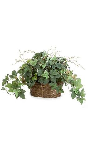 15 inches Potted Mixed Maple Ivy/Philo Leaves with Roots in Wicker Basket