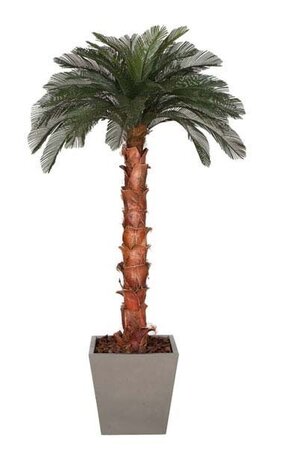 9 feet Cycas Palm Tree - Natural Boot Trunk - 36 Fronds - Bare Trunk