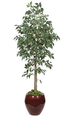 6 feet Benjamina Ficus Tree - 1,543 Green Leaves - 3 feet Wide - Weighted Base