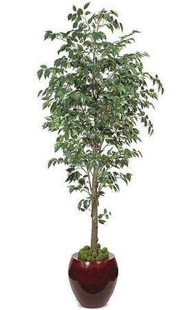 7 feet Benjamina Ficus Tree - 2,240 Green Leaves - 3.5 feet Wide - Weighted Base