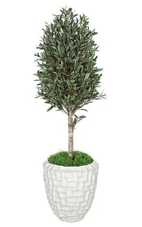 5 feet Outdoor UV Rated  Olive Tree Topiary - Natural Trunk - Weighted Base - Custom Made