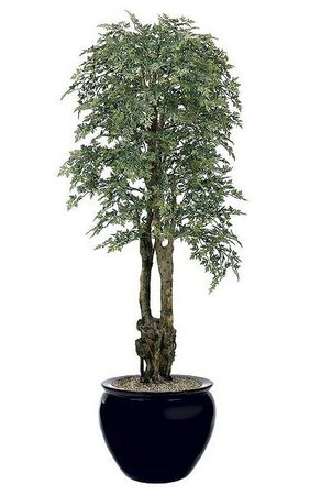 6.5 feet Ming Aralia Tree - Natural Trunks - 3,432 Leaves - Green - Weighted Base