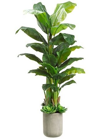 6 feet  Artificial  Banana Tree w/Succulent in Fiber Cement Planter Green