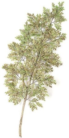 8 feet Pin Oak Branch - Natural Wood - Green/Brown - CUSTOM-MADE