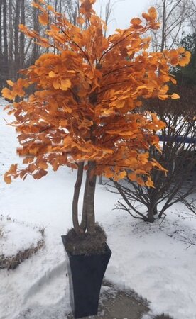 Outdoor Fall Orange Mix Ginkgo Tree