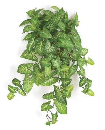P-150790 32 inches Hanging Syngonium Bush - Soft Touch - Variegated Green