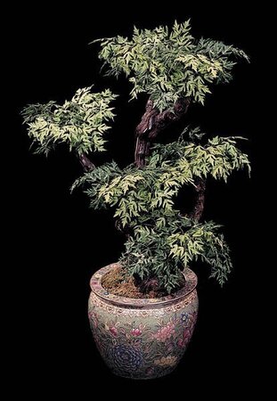 Custom Made Life Like Ming Aralia Bonsai