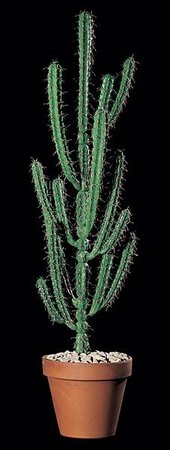 46 inches Finger Cactus